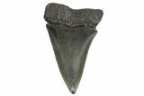 Fossil Broad-Toothed Mako Tooth - South Carolina #340983-1
